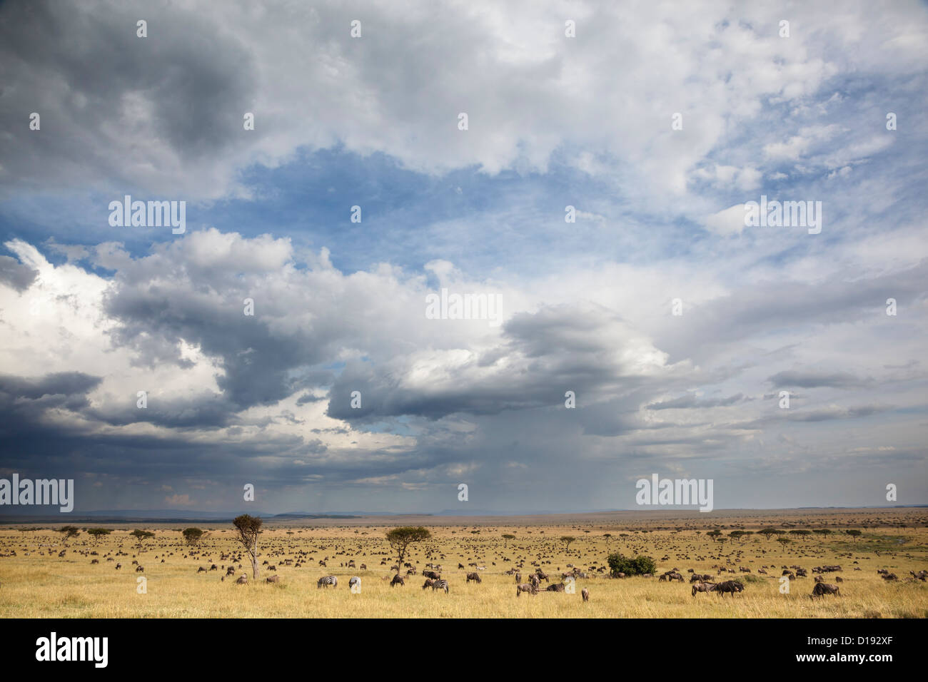 Gemeinsame (blau) GNU (Gnu) (Connochaetes Taurinus), Migration, Maasai Mara Wildreservat, Kenia, September 2012 Stockfoto