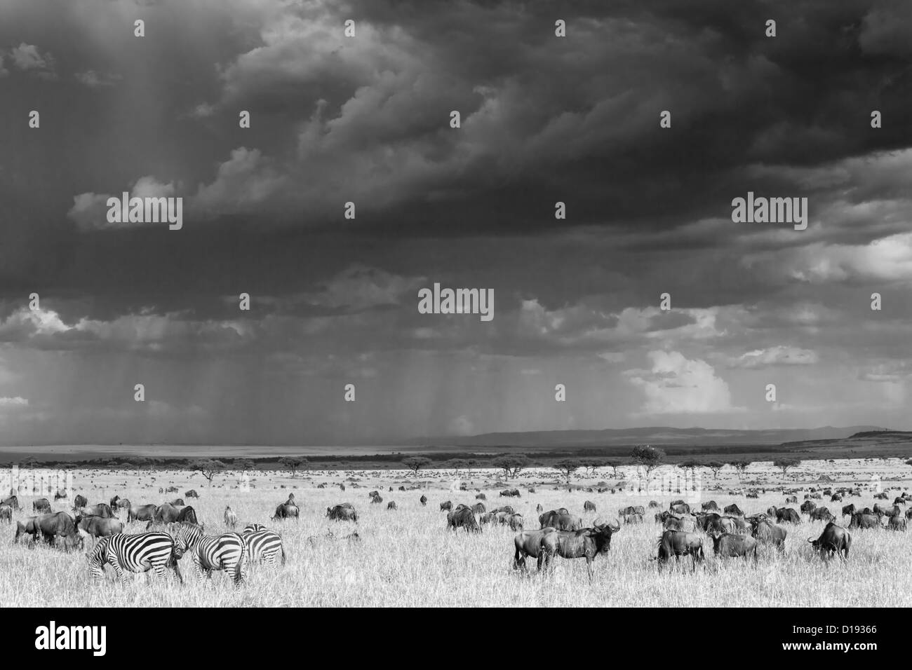Gemeinsame (blau) GNU (Gnu), (Connochaetes Taurinus), Migration, Maasai Mara game Reserve, Kenia, schwarz und weiß, Stockfoto