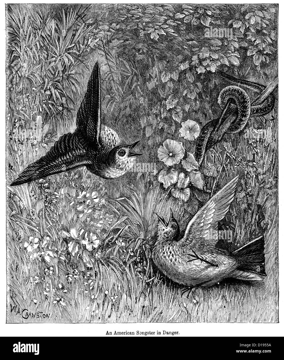 Viktorianische Gravur der Vögel, die 1897 von einer Schlange angegriffen Stockfoto