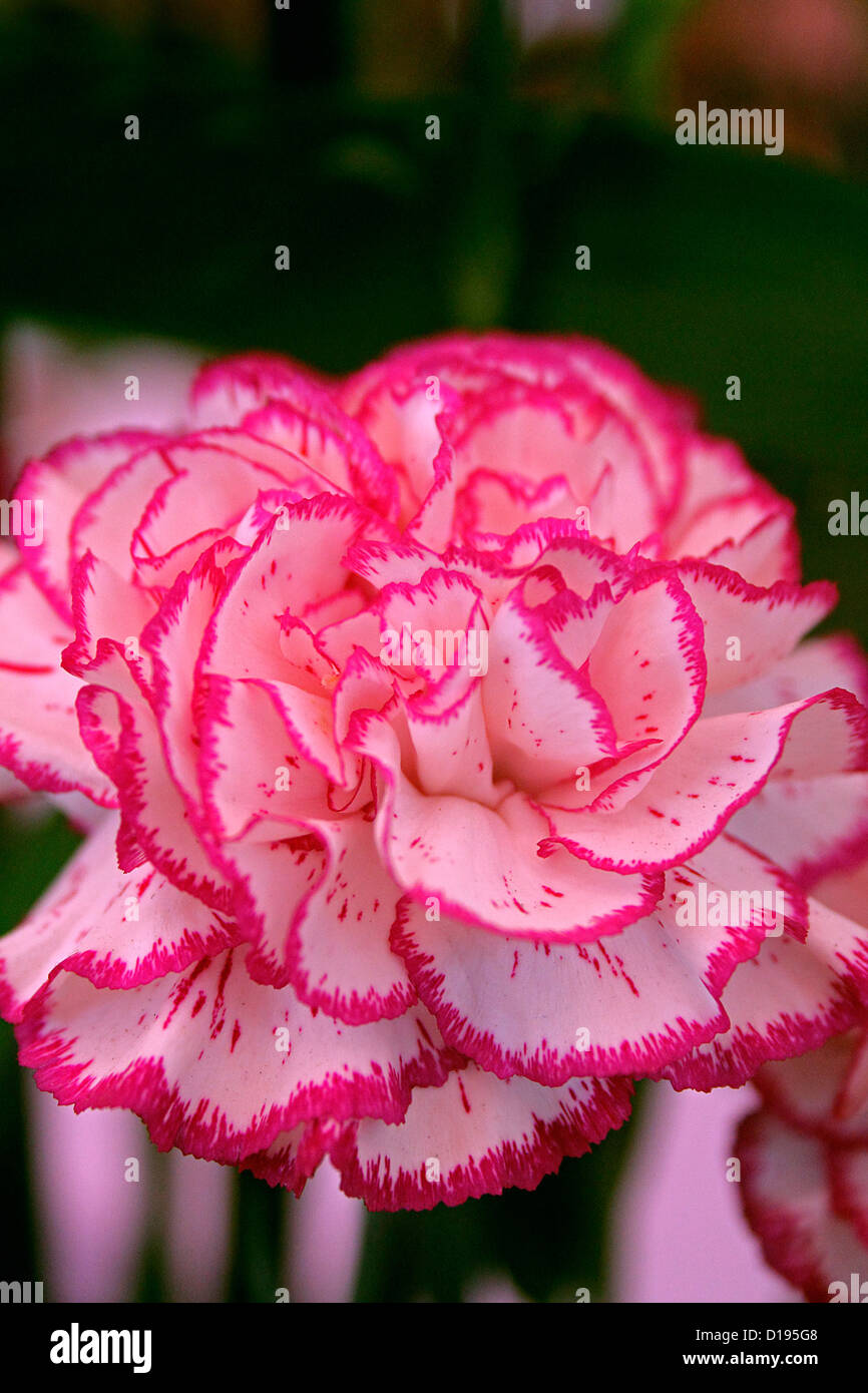 Nelke, Dianthus caryophyllus Stockfoto
