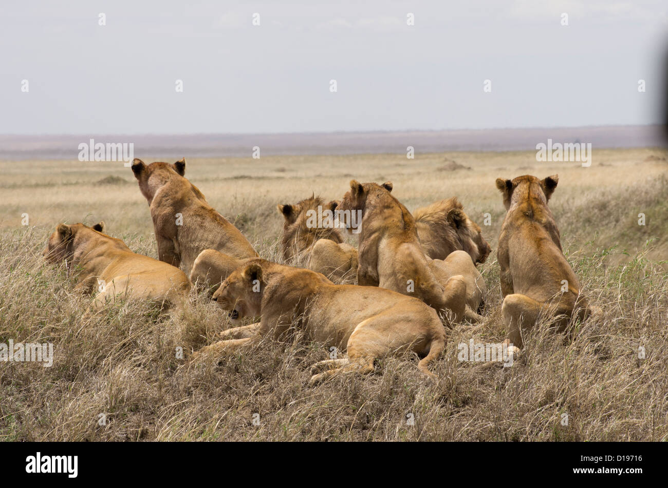 Löwen in einen großen stolz, Blick auf den Ebenen im Ngorongoro Stockfoto