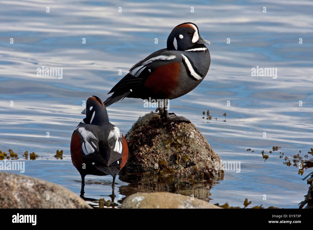 Harlekin-Enten (Histrionicus Histrionicus) auf Felsen entlang der Küste bei Bowser, Vancouver Island, BC, Kanada im März Stockfoto
