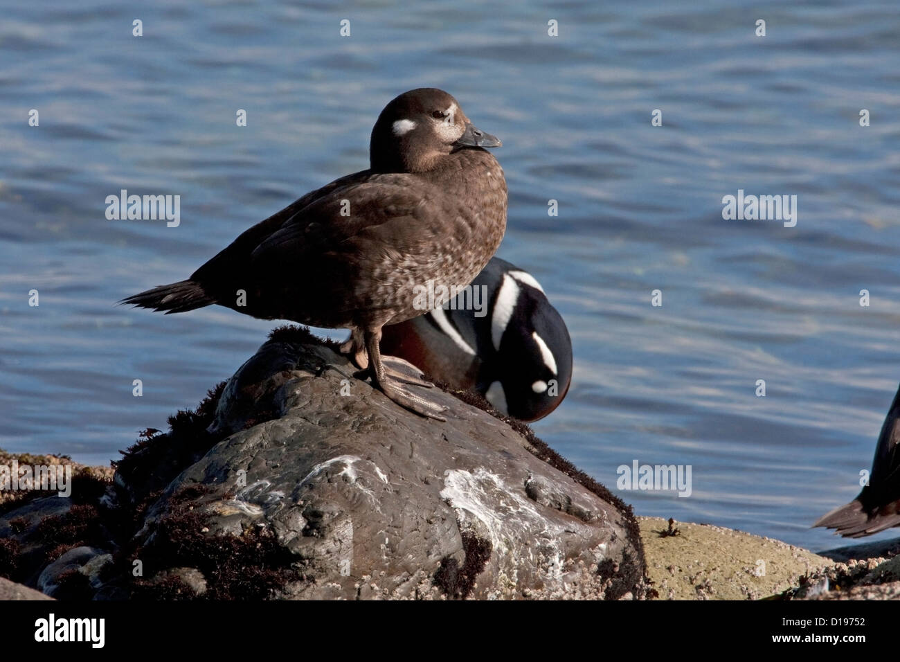 Harlekin-Enten (Histrionicus Histrionicus) auf Felsen entlang der Küste bei Bowser, Vancouver Island, BC, Kanada im März Stockfoto