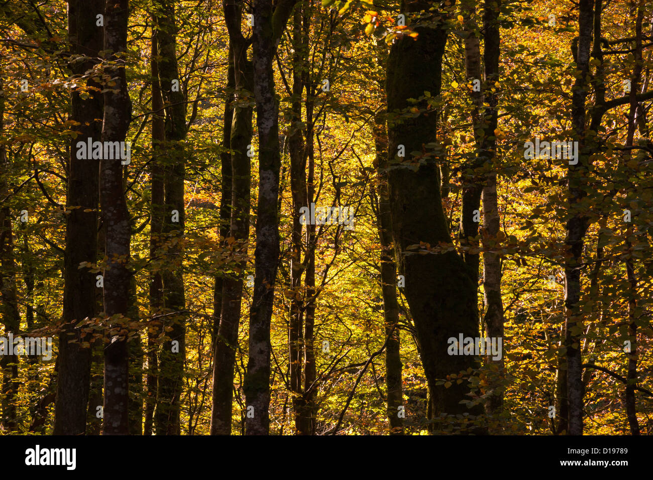 Woodland Detail, Bridgend Woods, Islay, Schottland, Oktober 2012 Stockfoto
