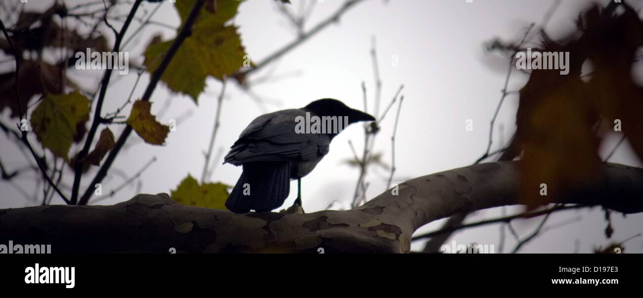 Crow am Baum (Corvo Su Albero) Stockfoto