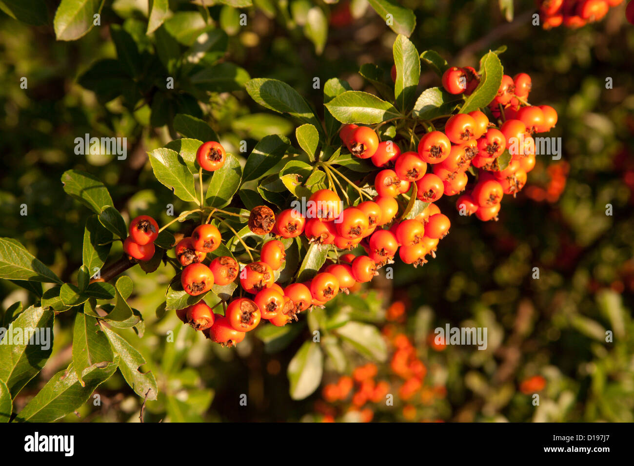 Stein Holz Stockfoto