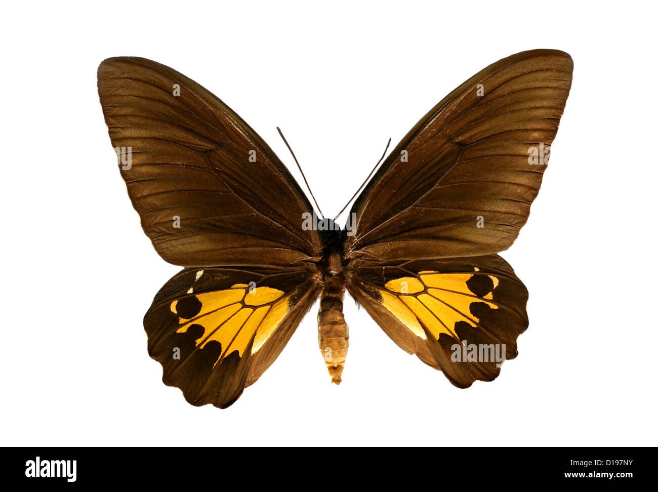 Gemeinsamen Birdwing Schmetterling, Troides Helena, Papilionidae, Lepidoptera. Weiblich. Indien und Asien. Stockfoto