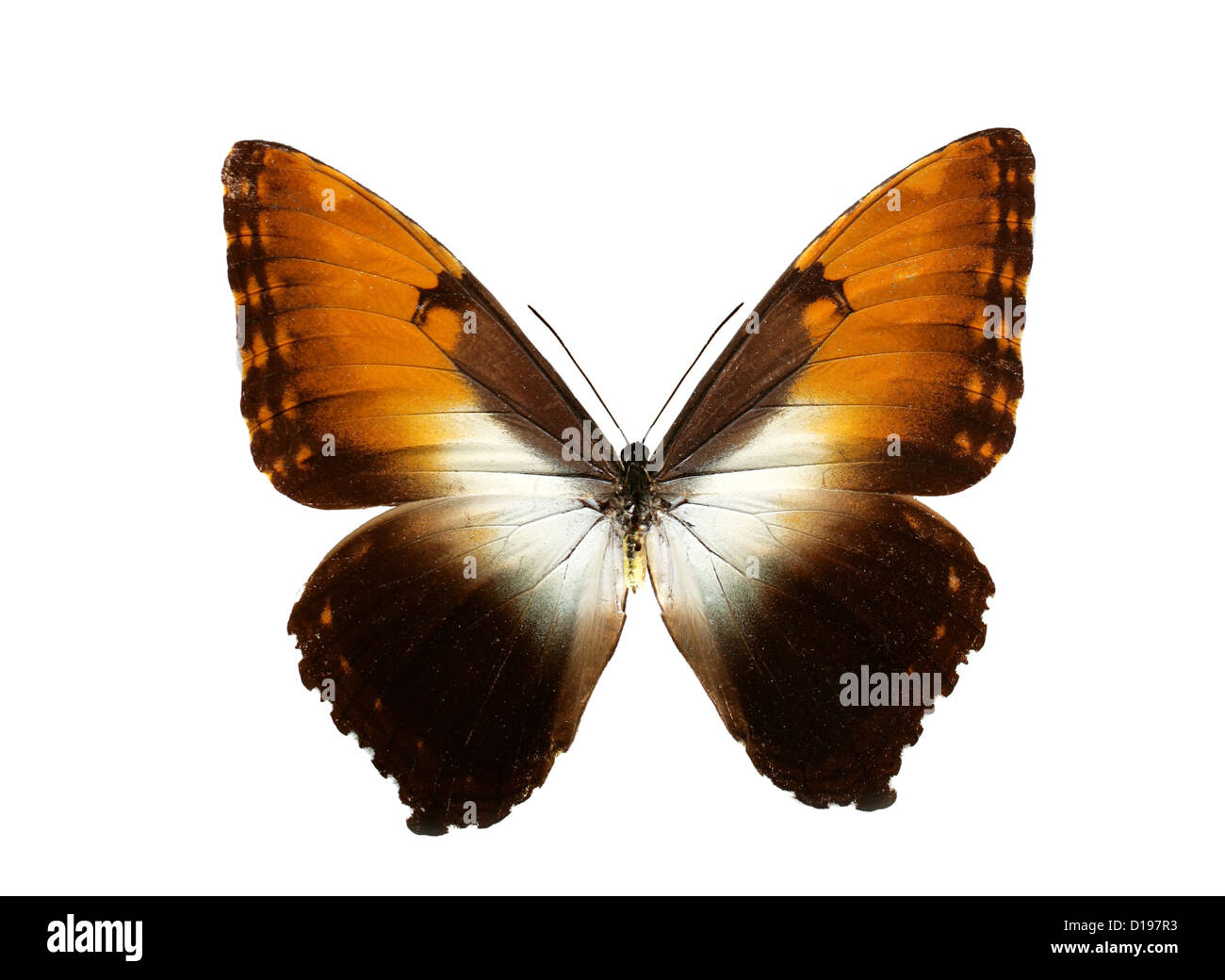 Sonnenuntergang Morpho oder Sonnenuntergang Schmetterling, Morpho Hekuba, Nymphalidae. Ein tropischer Schmetterling aus dem nördlichen Amazonasbecken und Guianas. Stockfoto