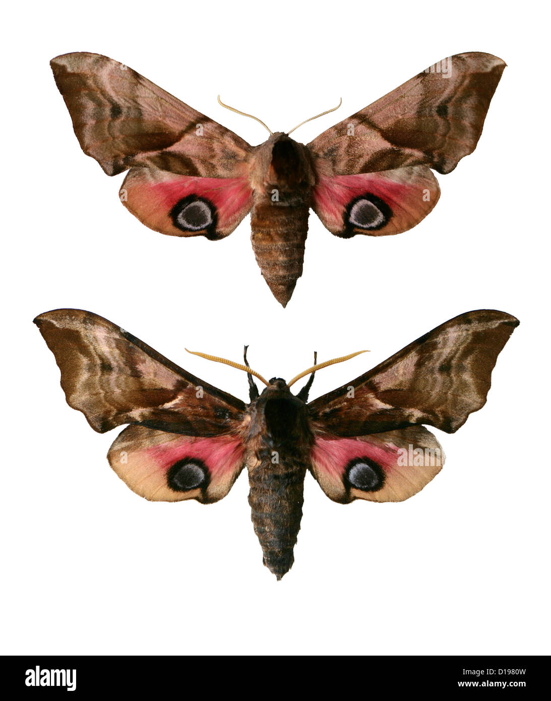 Eyed Hawk-Motten, Smerinthus Ocellata, Sphinginae, Sphingidae, Lepidoptera. Stockfoto