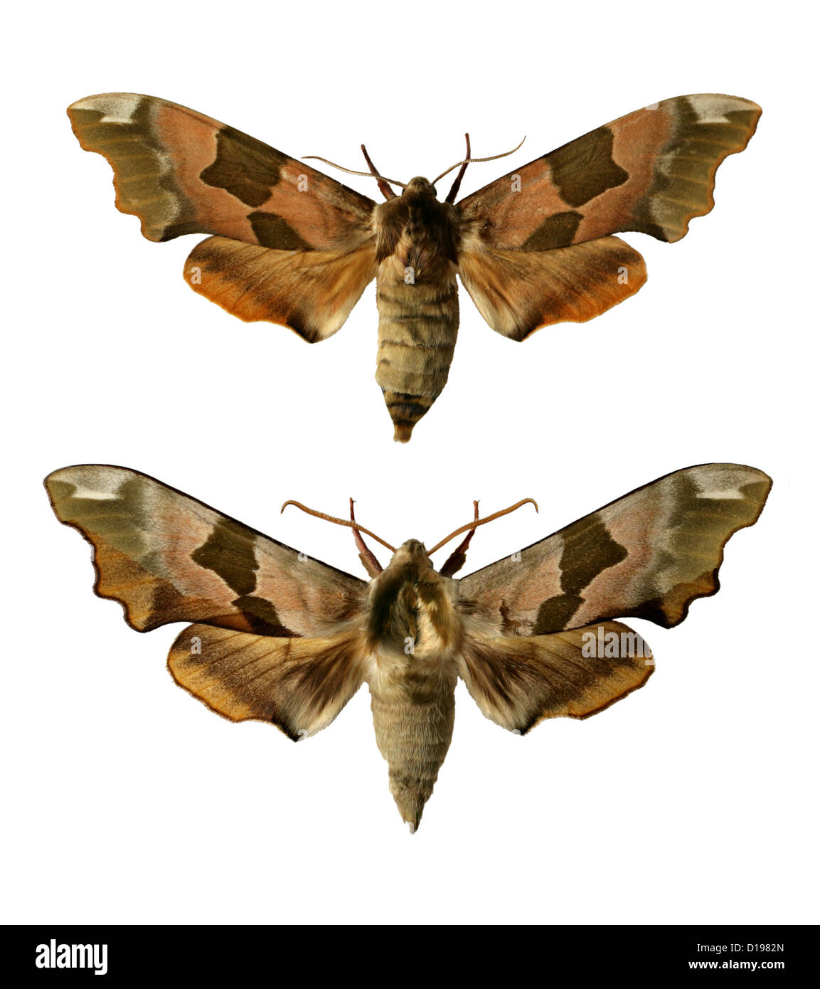 Lime Hawk-Motten, Mimas Tiliae, Sphinginae, Sphingidae Lepidoptera. Männliche (oben) und weibliche (unten). Stockfoto