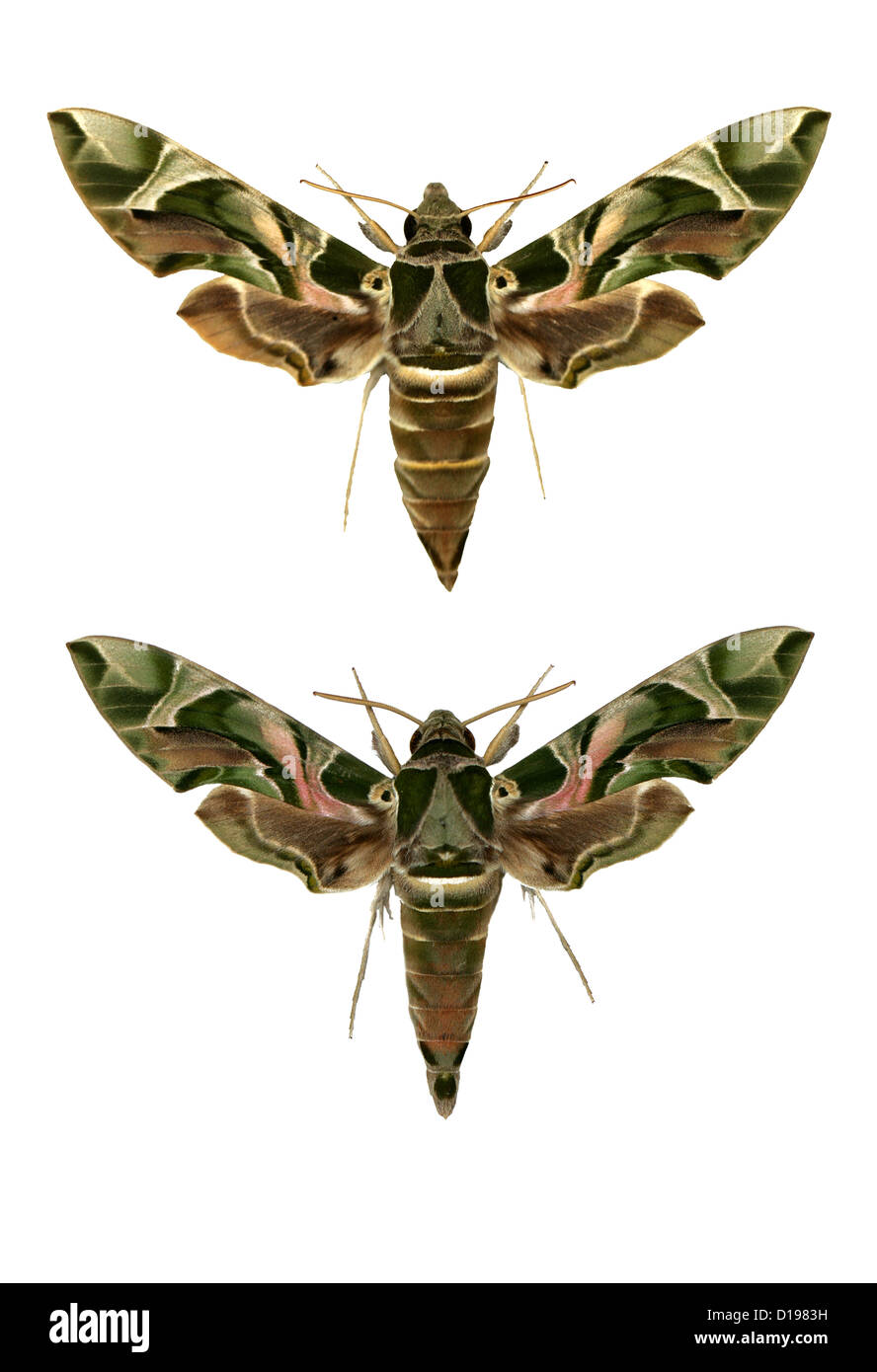 Oleander Hawk-Motten, Daphnis Nerii, Sphingidae. Buchse (oben), Stift (unten). Stockfoto