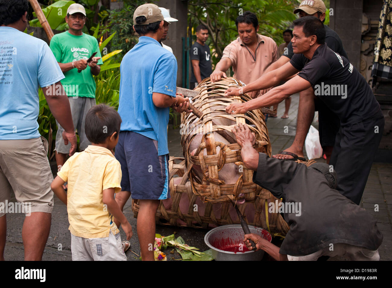 Balinesische Dorfbewohner ein Schwein zu Schlachten, auf traditionelle Weise Stockfoto