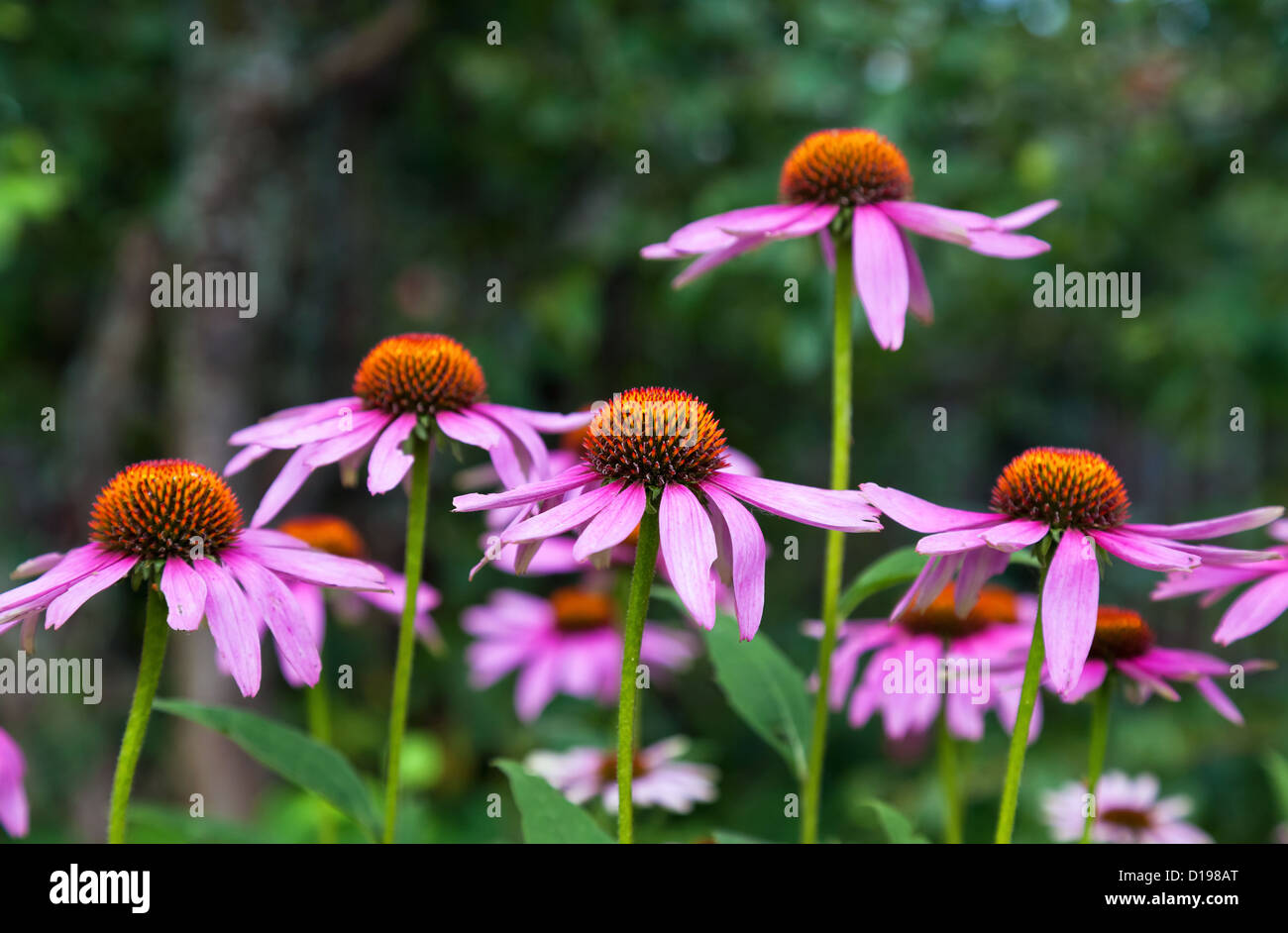 Rosa Echinacea-Blüten auf Grün Natur Hintergrund hautnah Stockfoto