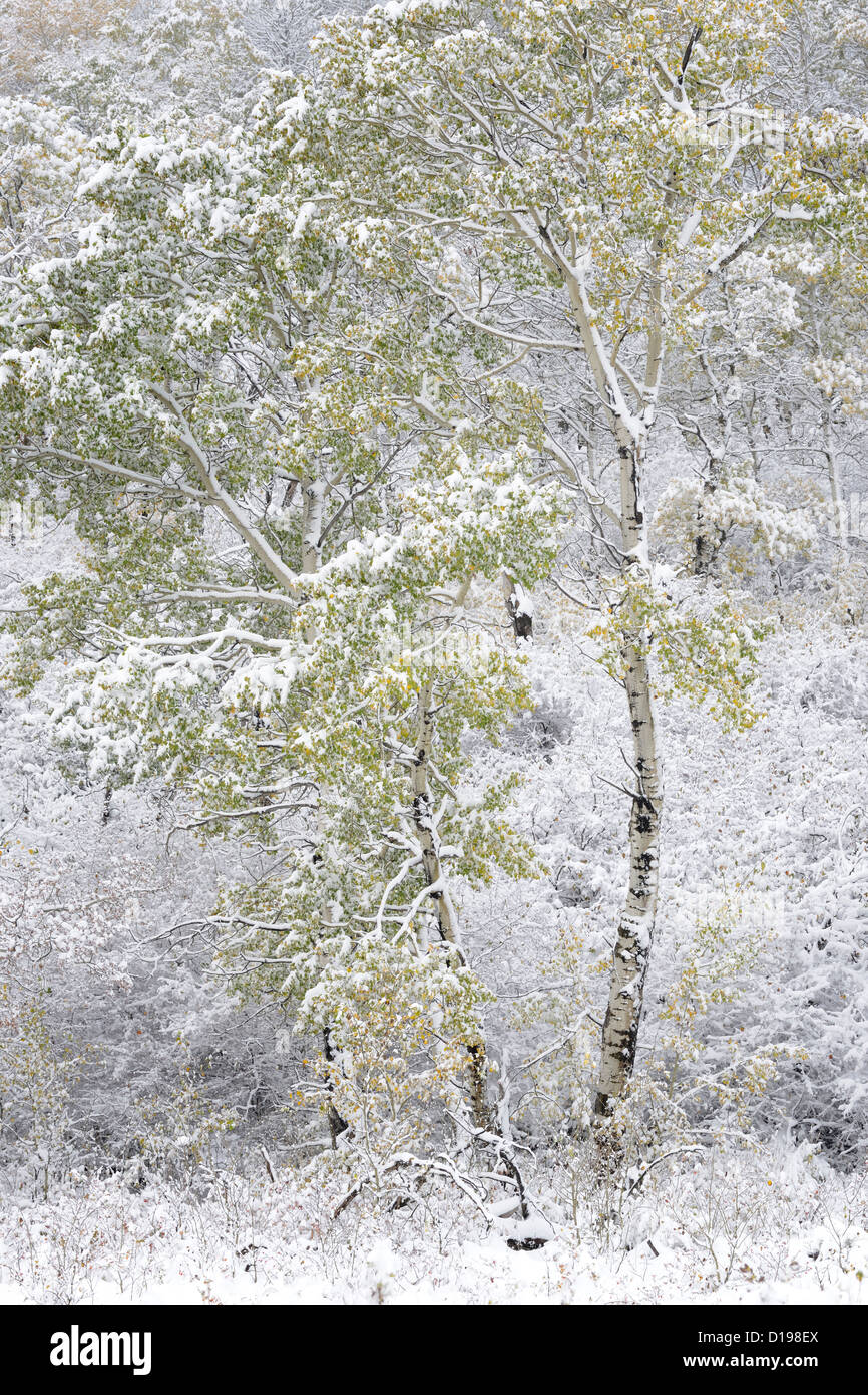 Frischen Abstauben von Schnee bedeckt den Baum in Cypress Hills Provincial Park, Alberta, Kanada Stockfoto