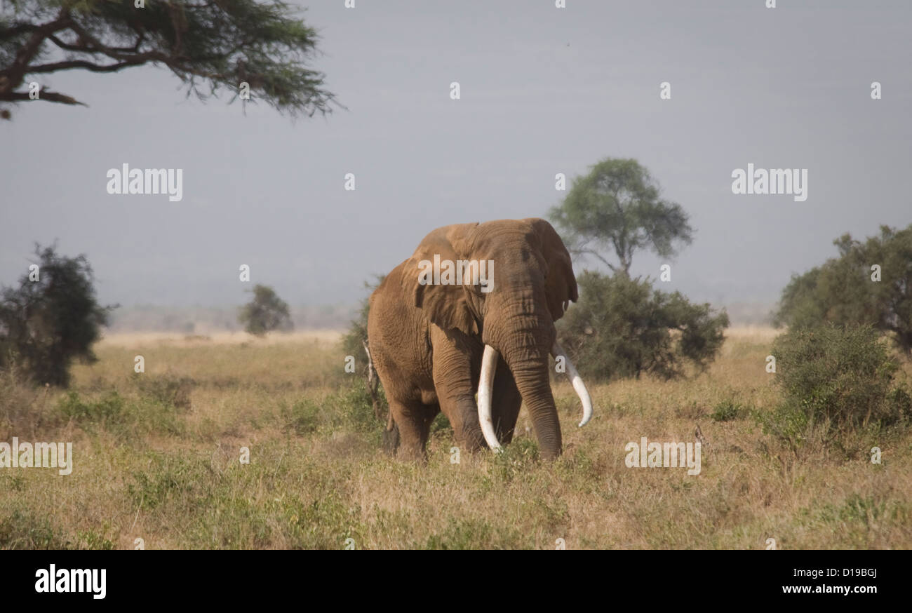 Massive afrikanische Bull Elefantenstoßzähnen zu Fuß-groß Stockfoto