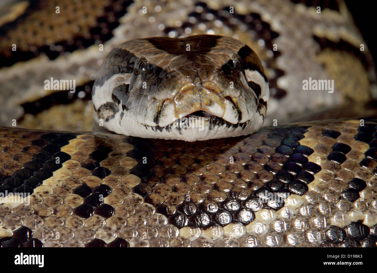 Burmesischen Python in einem Studio fotografiert Stockfoto