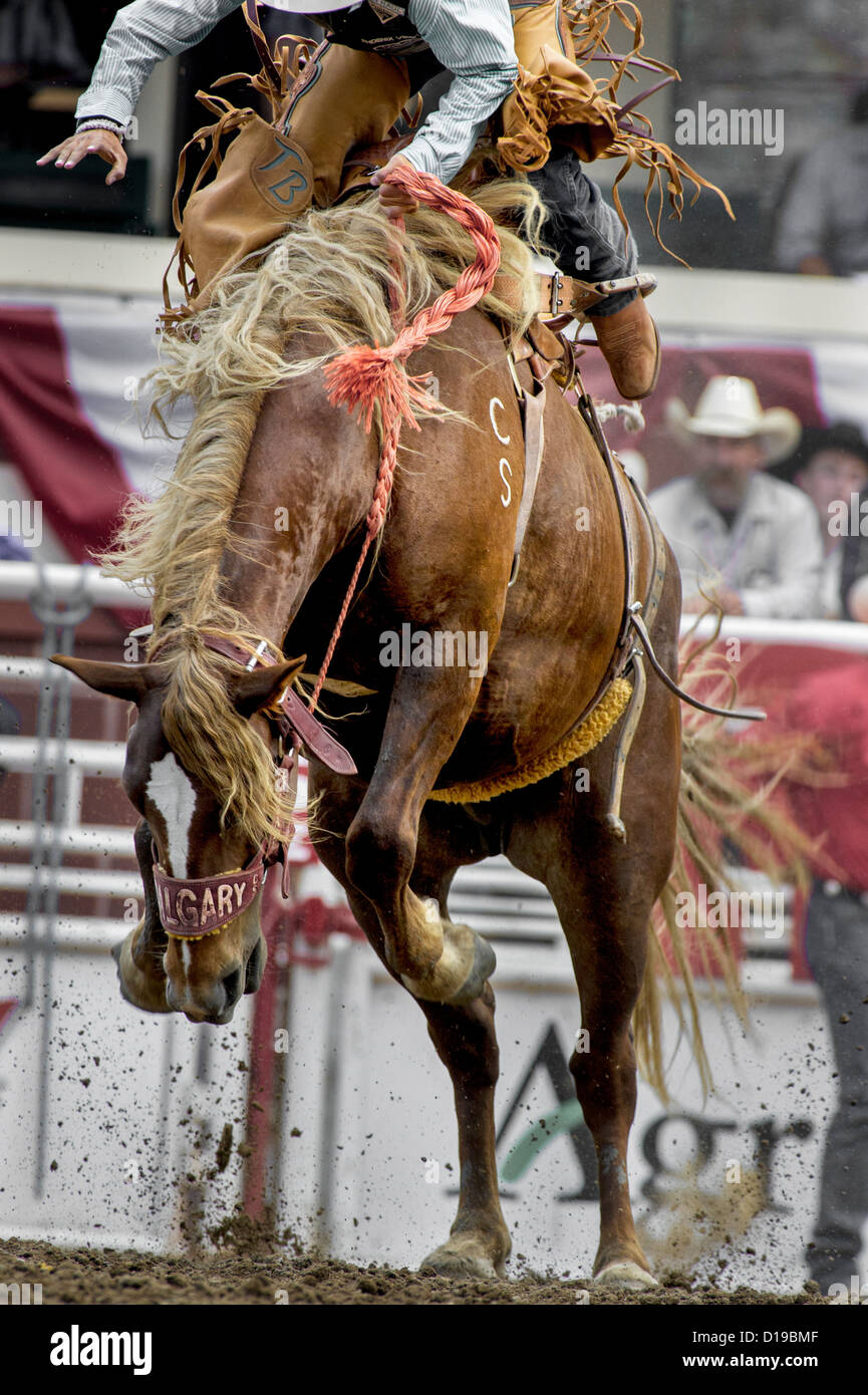 Sattel Bronc bei der Calgary Stampede Rodeo Veranstaltung jedes Jahr im Juli Stockfoto