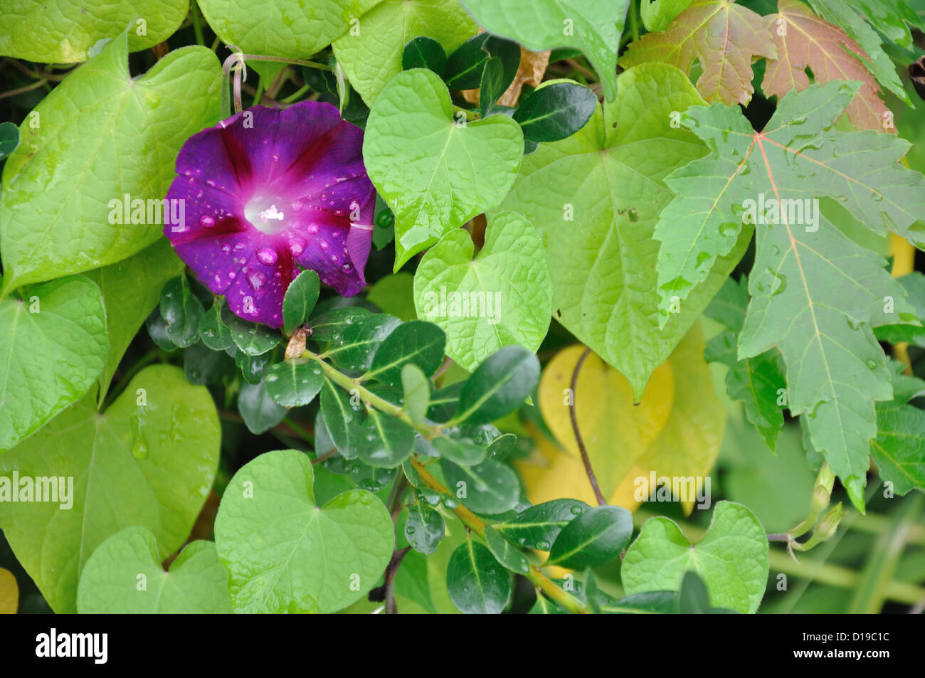 Lila Morning Glory Blume im Garten Stockfoto