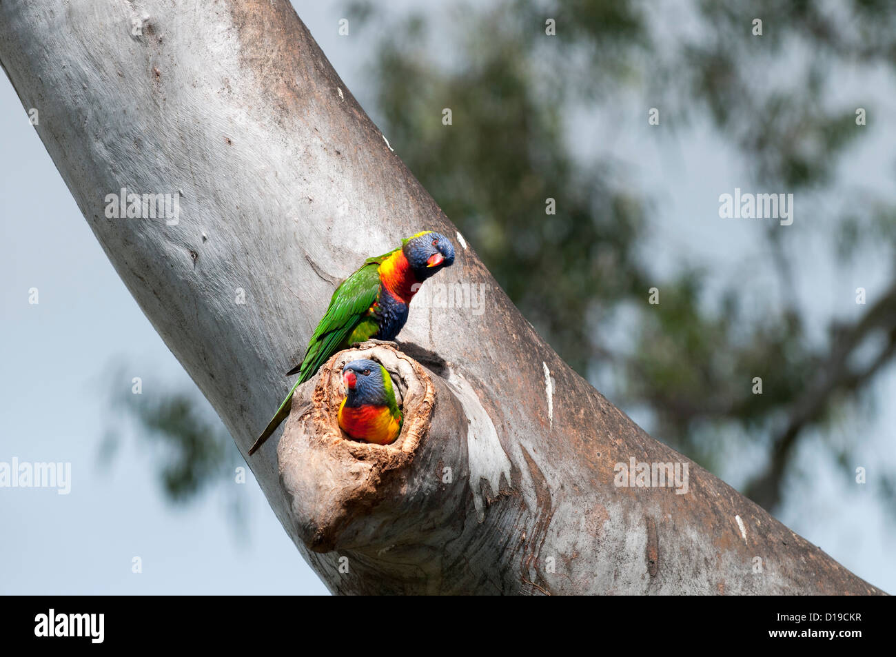 Allfarbloris (Trichoglossus Haematodus) in Eucaplyptus Baum, Queensland, Australien Stockfoto