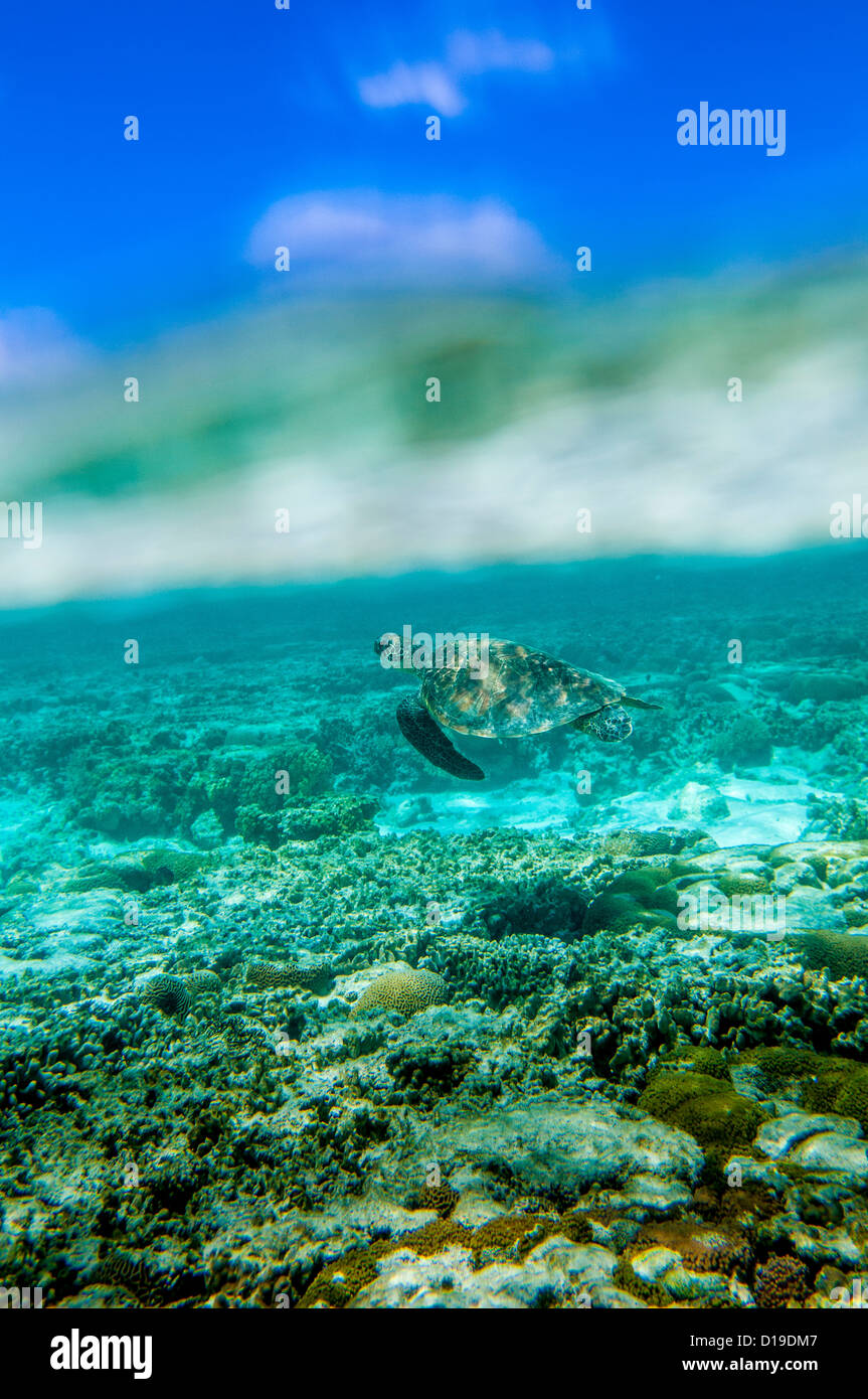 Grüne Meeresschildkröte, Lady Elliot Island, Great Barrier Reef, Queensland, Australien Stockfoto