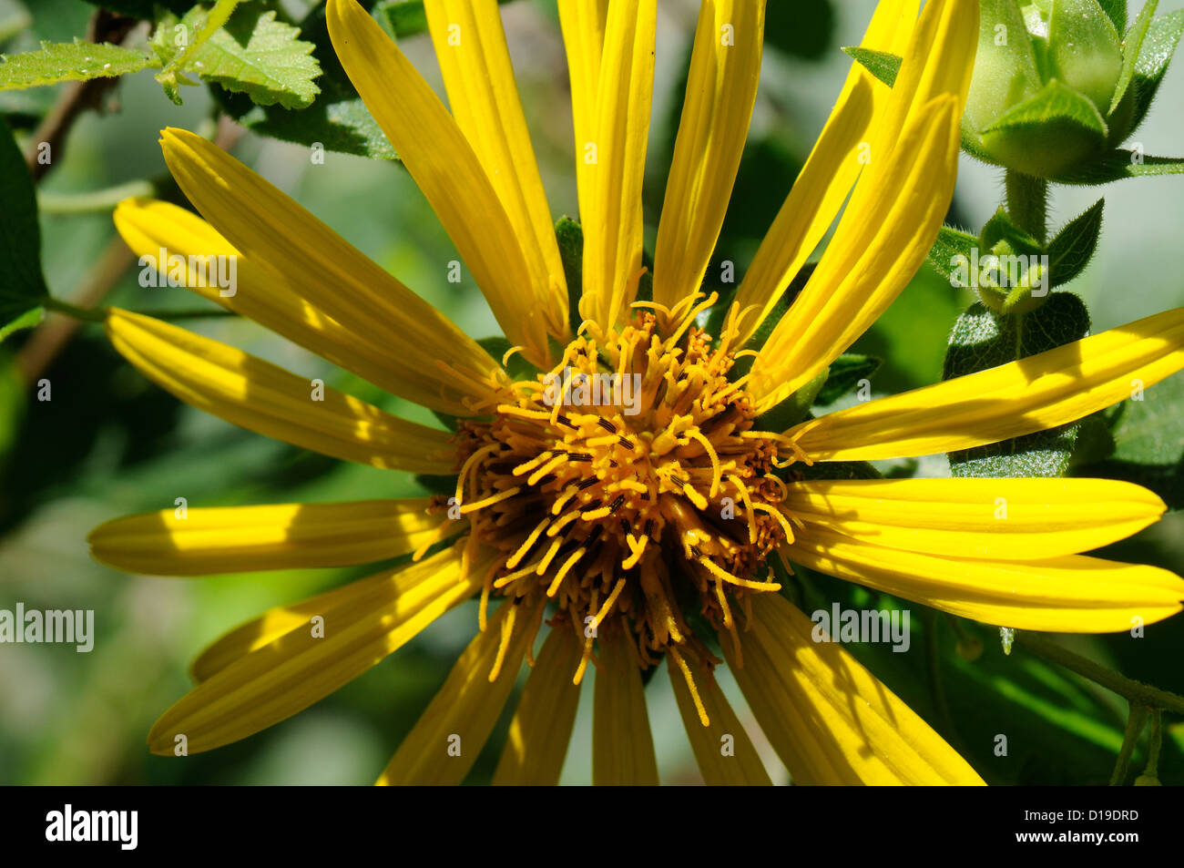 gelbe Wildblume Stockfoto