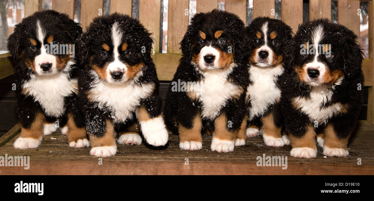 Alle Berner Sennenhund Puppen sind endlich zu Hause Stockfoto