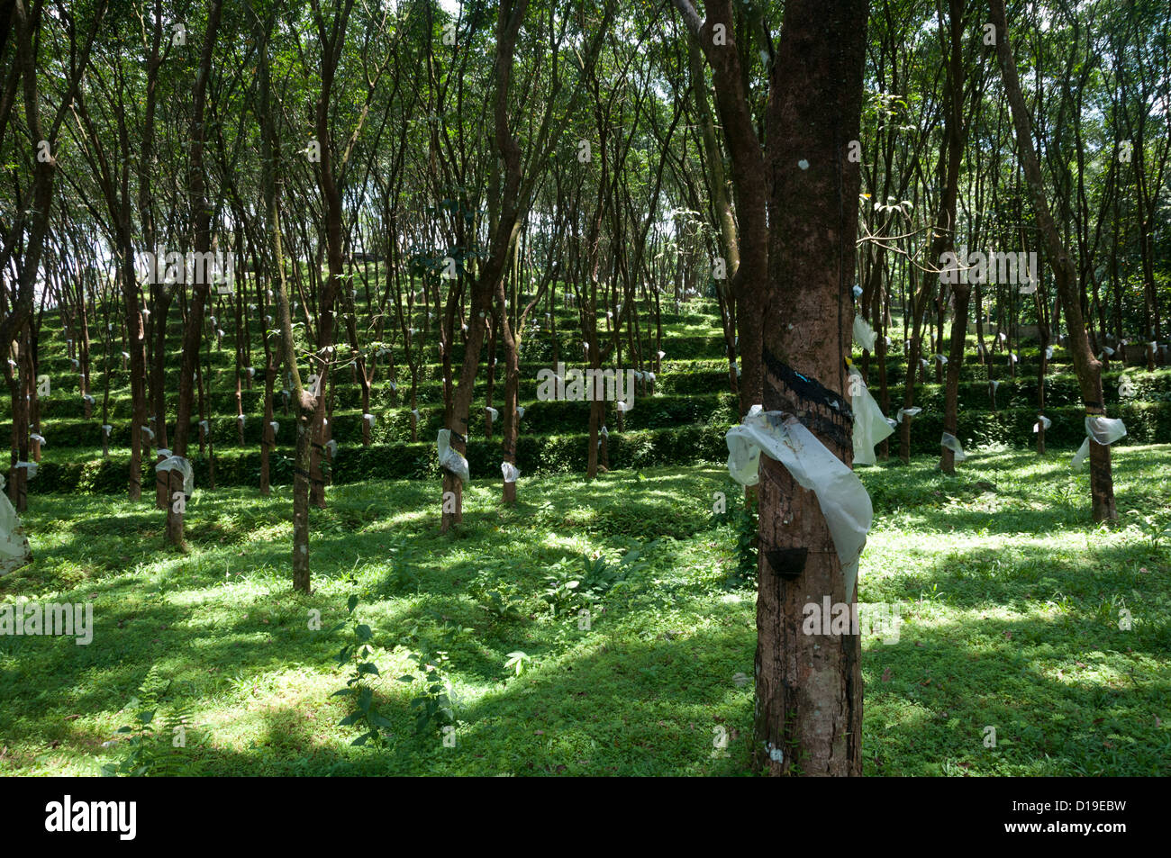 Kautschuk-Plantagen Anwesen in Kottayam, Kerala Indien Stockfoto