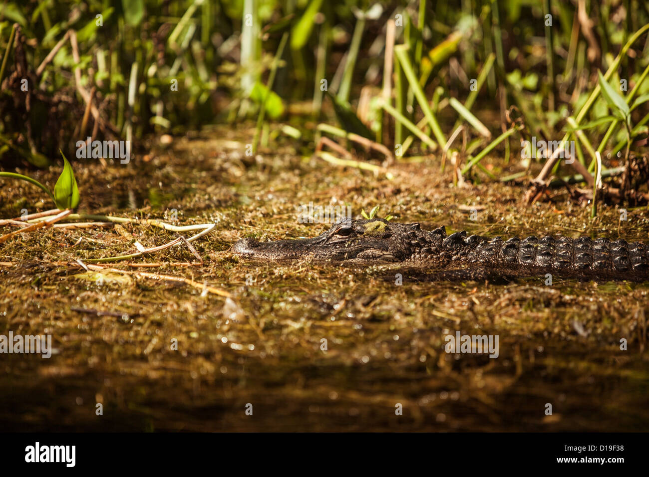 Alligator im Sumpf, Wakulla Springs, Florida, USA Stockfoto