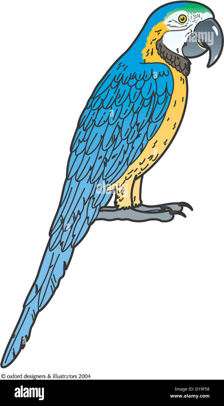 Papagei Stockfoto