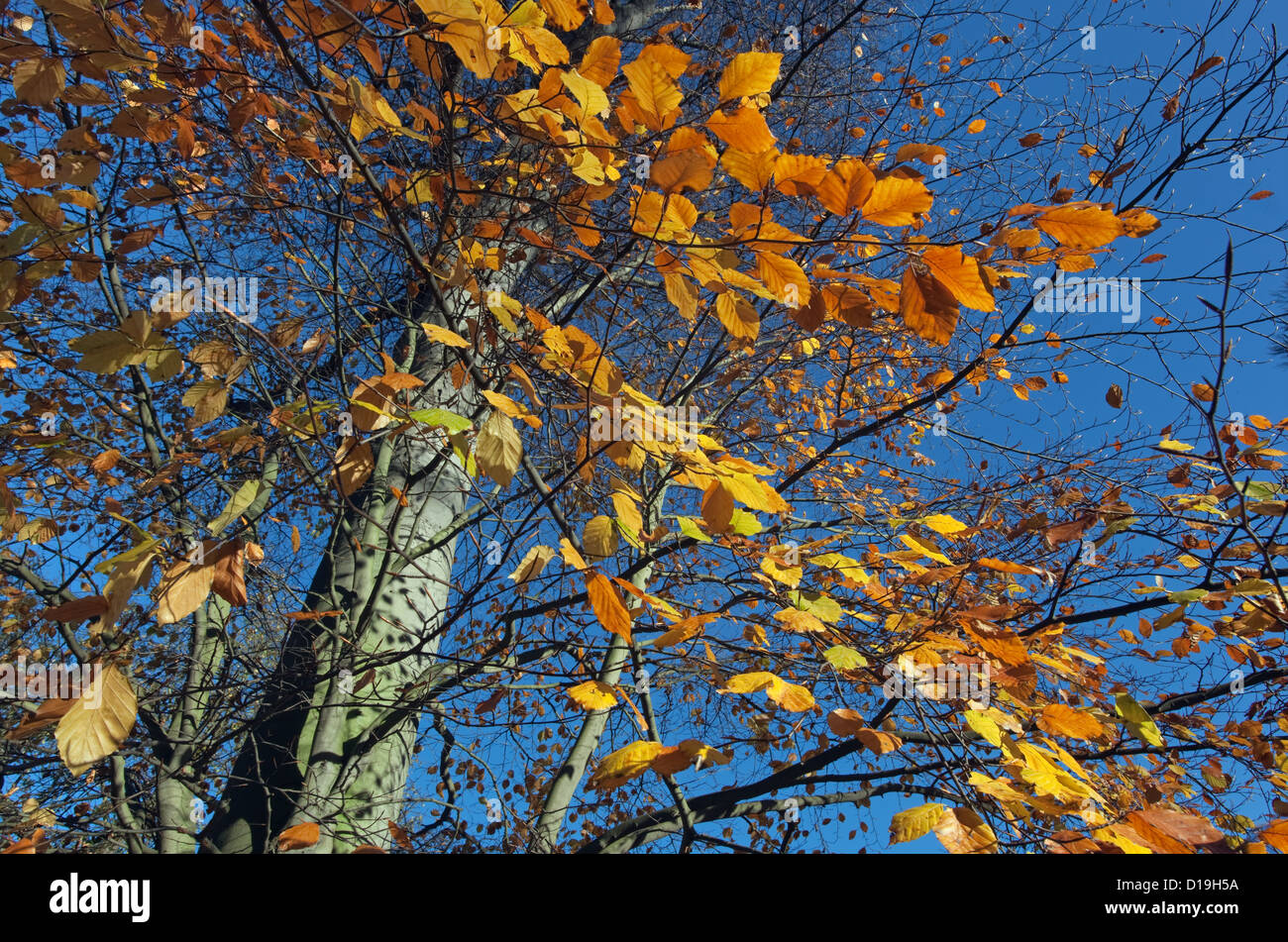 Buche Fagus Sylvatica Autumn Leaves gegen blauen Himmel Stockfoto