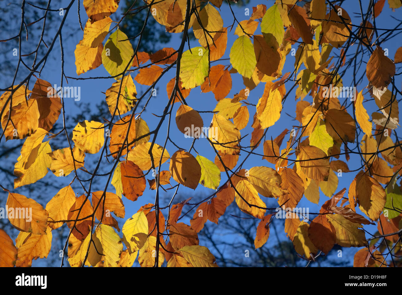 Buche Fagus Sylvatica Autumn Leaves gegen blauen Himmel Stockfoto