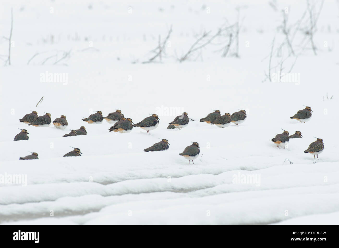 nördlichen Kiebitze (Vanellus Vanellus) auf Schnee bedeckt Feld, Niedersachsen, Deutschland Stockfoto