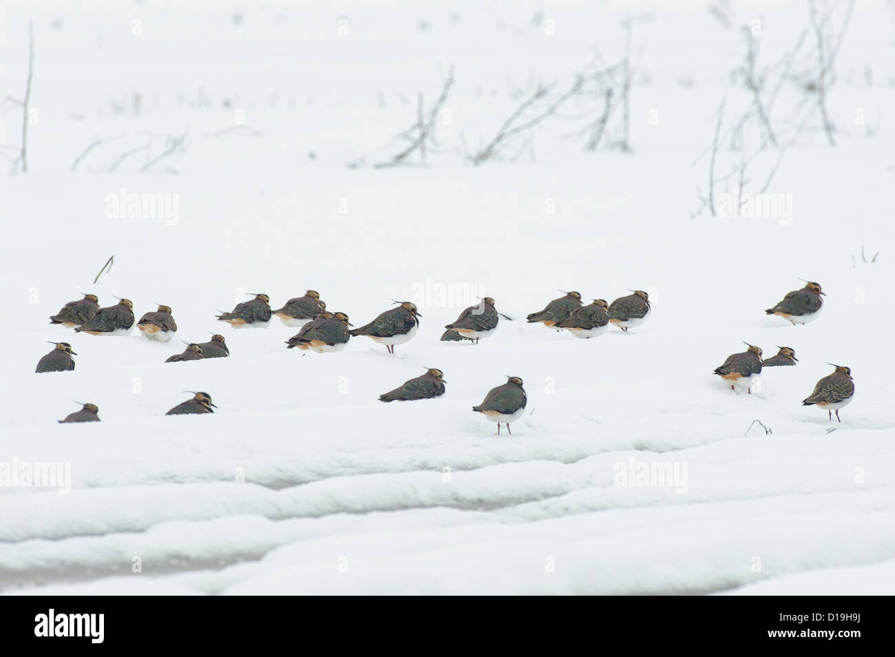 nördlichen Kiebitze (Vanellus Vanellus) auf Schnee bedeckt Feld, Niedersachsen, Deutschland Stockfoto