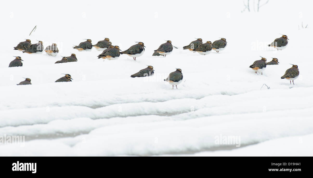 nördlichen Kiebitze (Vanellus Vanellus) auf Schnee bedeckt Feld, Niedersachsen, Deutschland Stockfoto