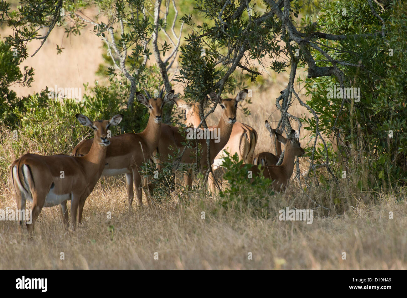 Impala, Aepyceros Melampus, Horntiere, Mugie Heiligtum, Kenia, Afrika Stockfoto