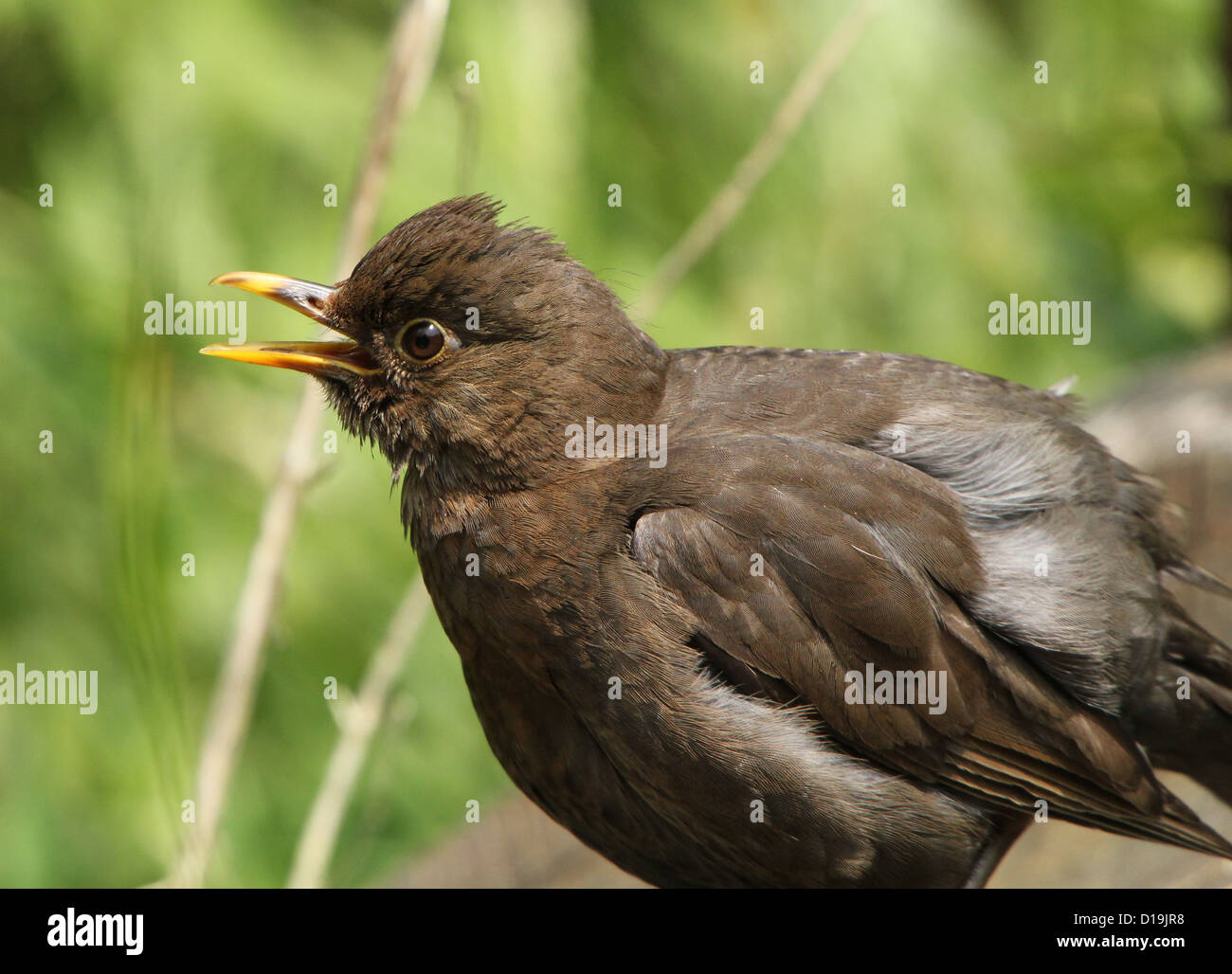 Weibliche Amsel (Turdus Merula) singen, in extreme Close up von Kopf und Körper Stockfoto