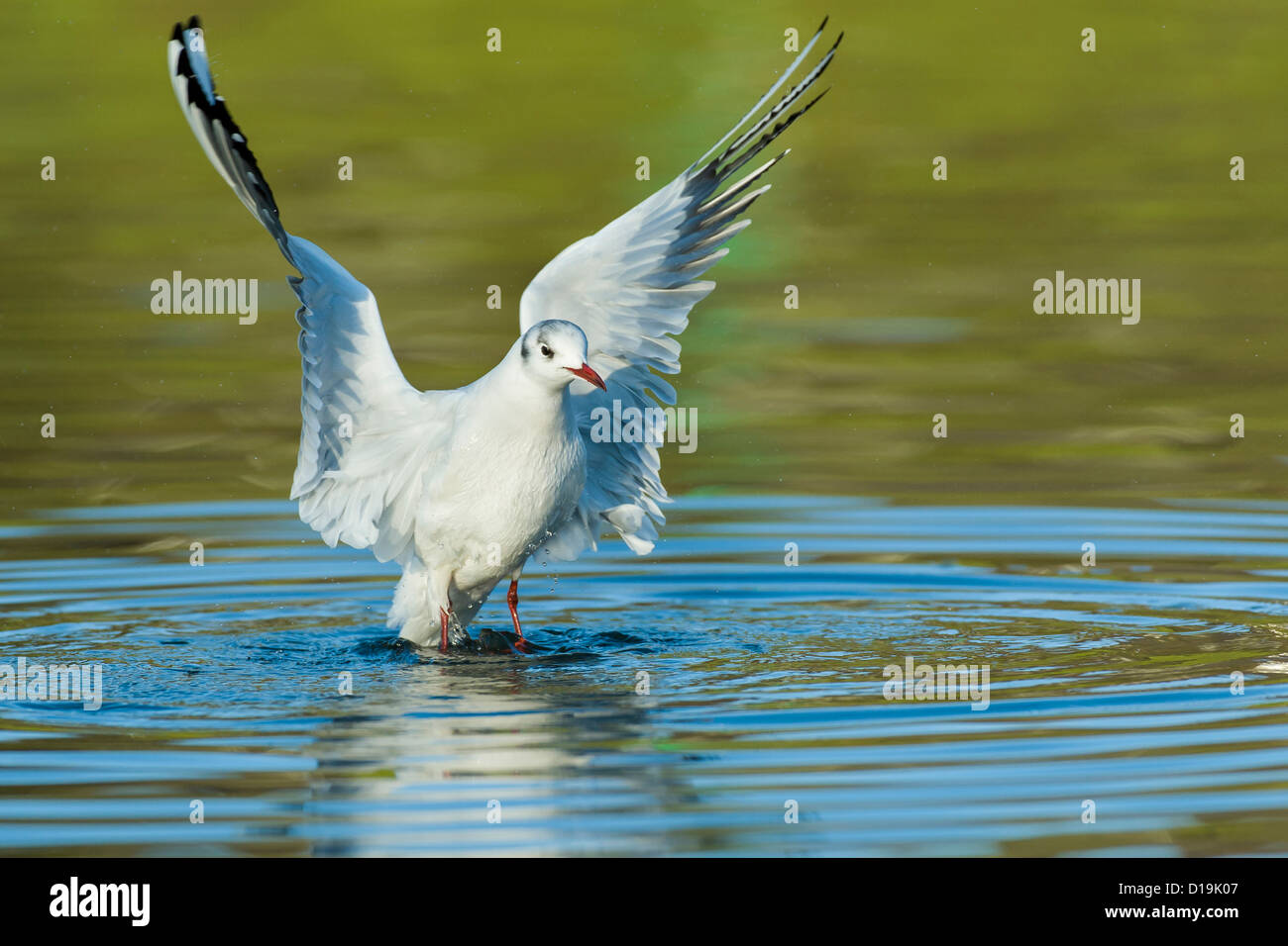 Lachmöwe, Larus ridibundus Stockfoto