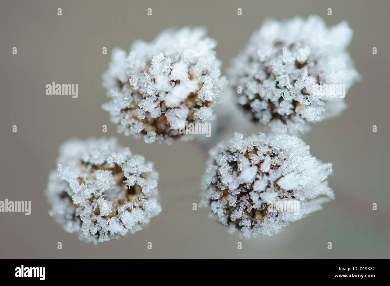 Rainfarn (Tanacetum Vulgare) mit Eiskristallen Stockfoto