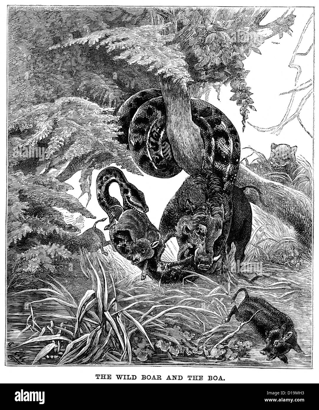 Viktorianische Gravur einer Boa Constrictor Schlange Angriff auf ein Wildschwein, 1897 Stockfoto