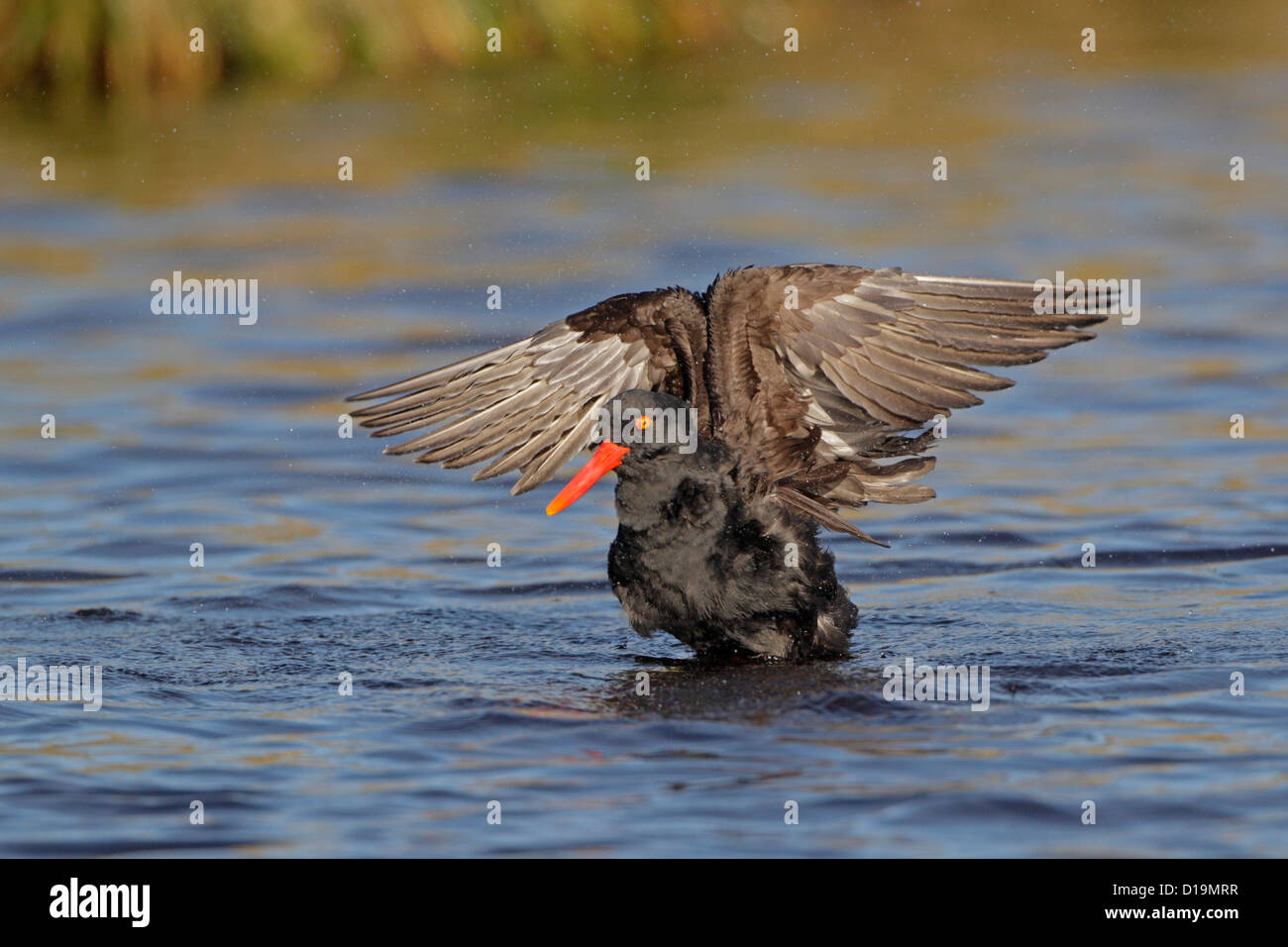Schwärzlich Austernfischer mit den Flügeln nach putzen sich in Grasbüschel Teich Stockfoto