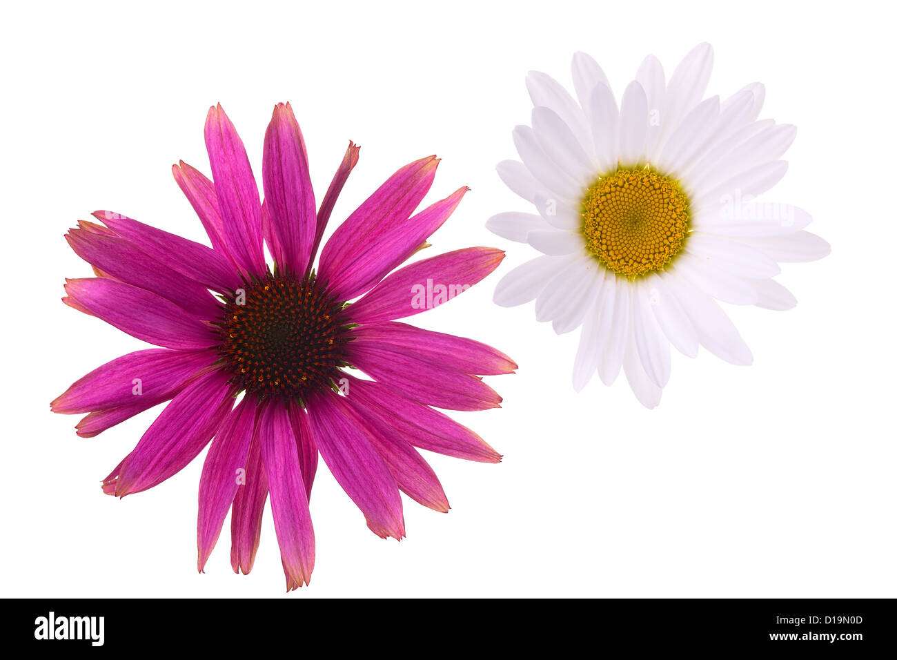Nahaufnahme einer Sonnenhut und Daisy Blume, isoliert auf weißem Hintergrund Stockfoto