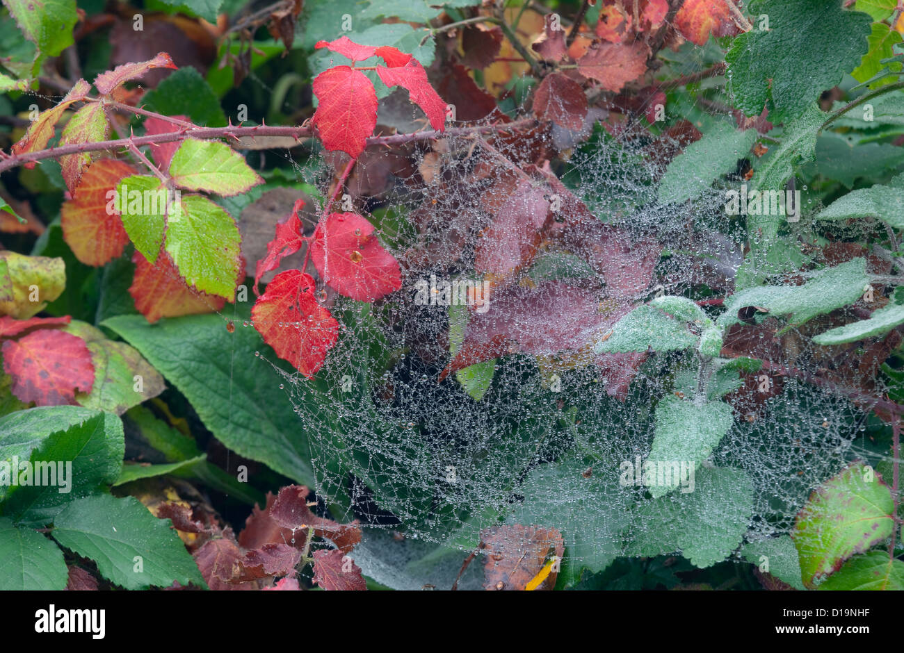 Bramble lässt sich ändernden Farben und Spinnen Stege Stockfoto