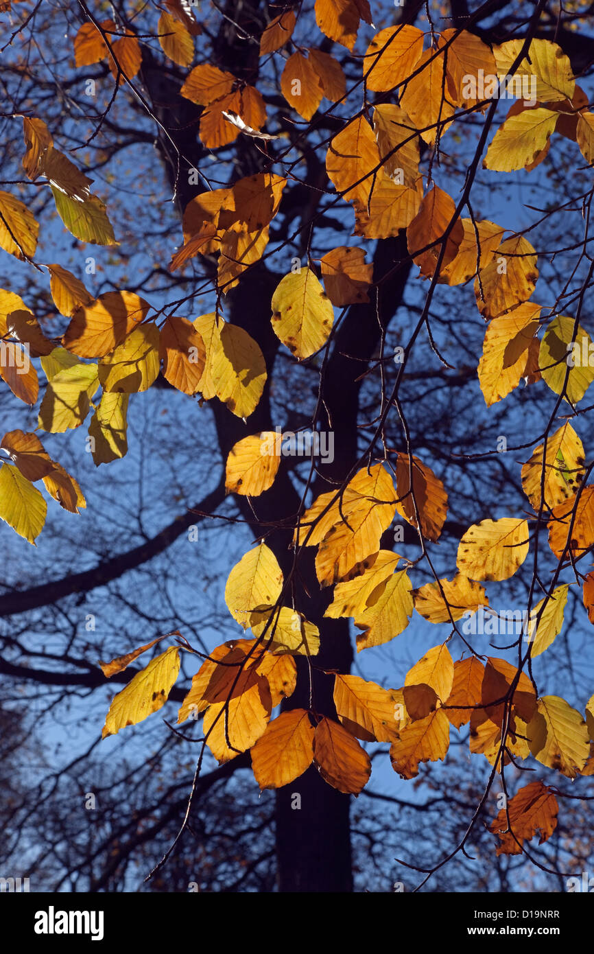 Buche Fagus Sylvatica Autumn Leaves gegen blauen Himmel Stockfoto