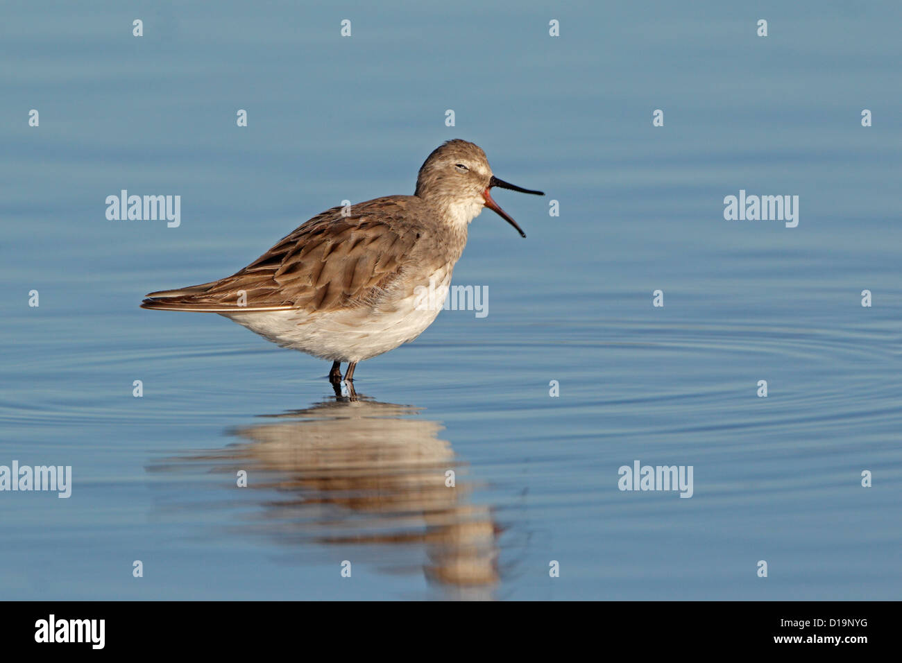 White Rumped Sandpiper mit seinen Mund offen in einem pool Stockfoto