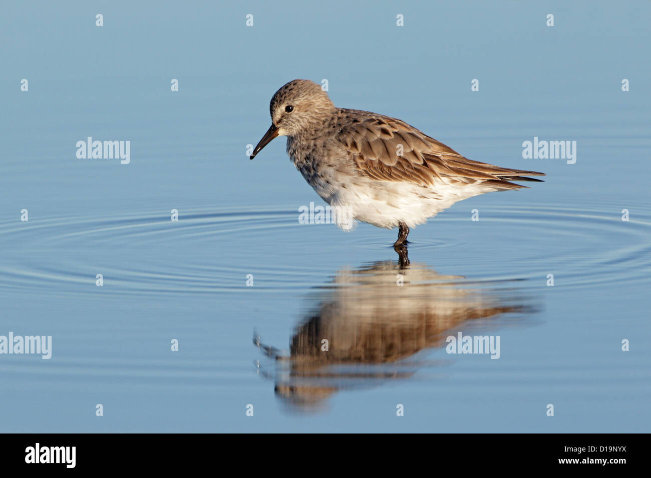 Weiße Psephotus Sandpiper stehend in ein Planschbecken mit einer Reflexion Stockfoto