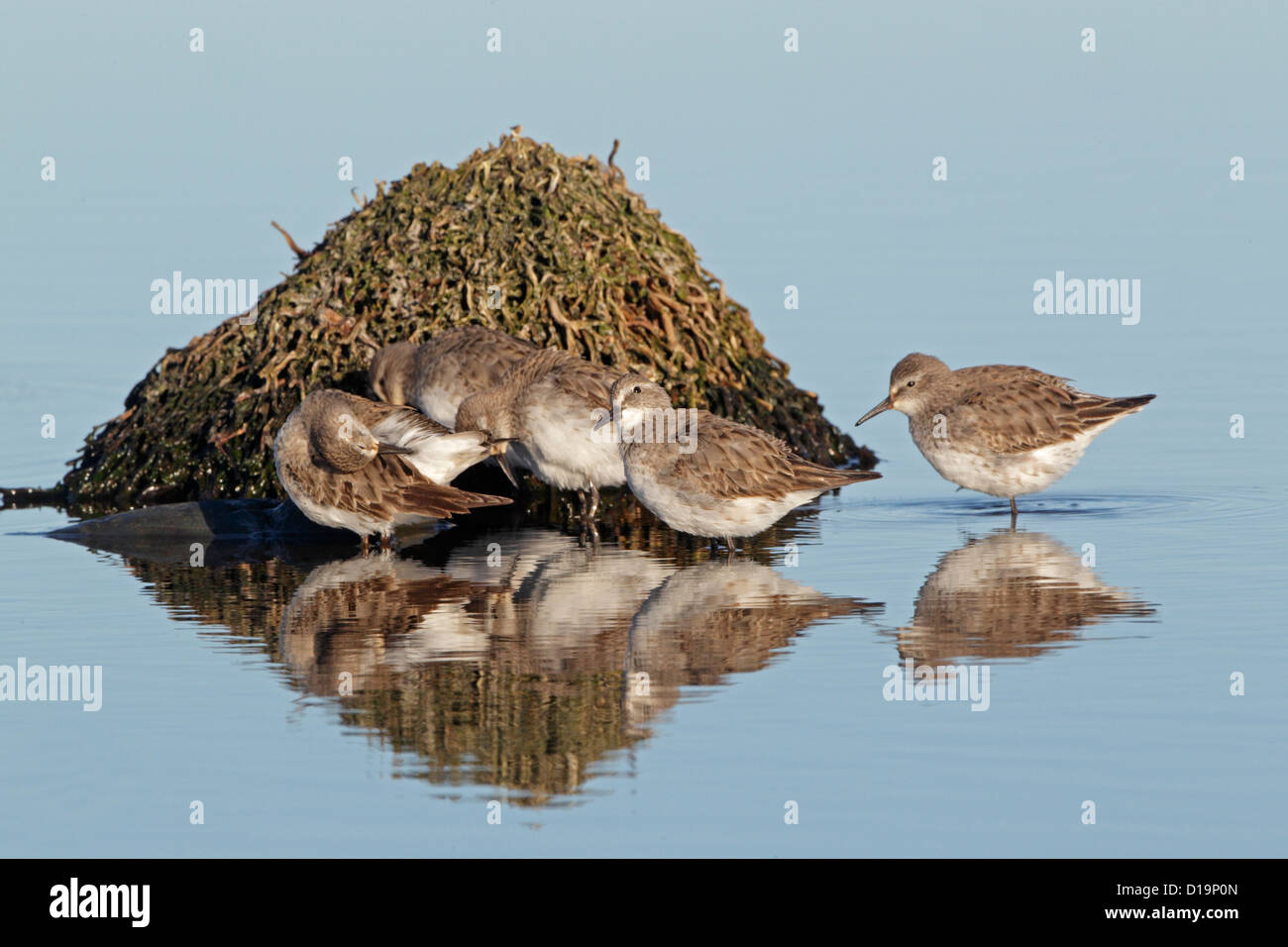 Gruppe von weißen Psephotus Strandläufer in einen flachen pool Stockfoto