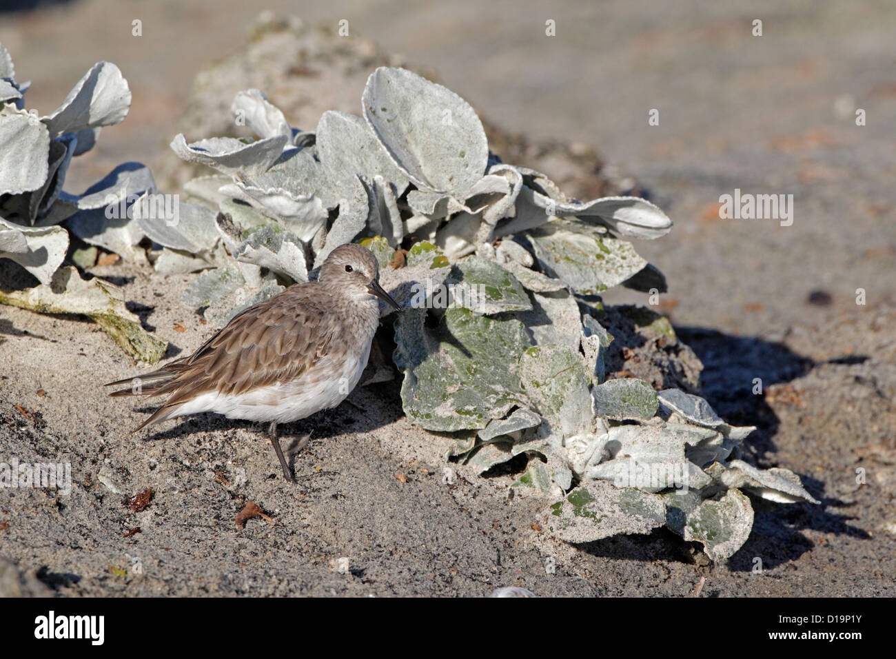 Weiße Psephotus Sandpiper vor Meer Kohl am Strand Stockfoto