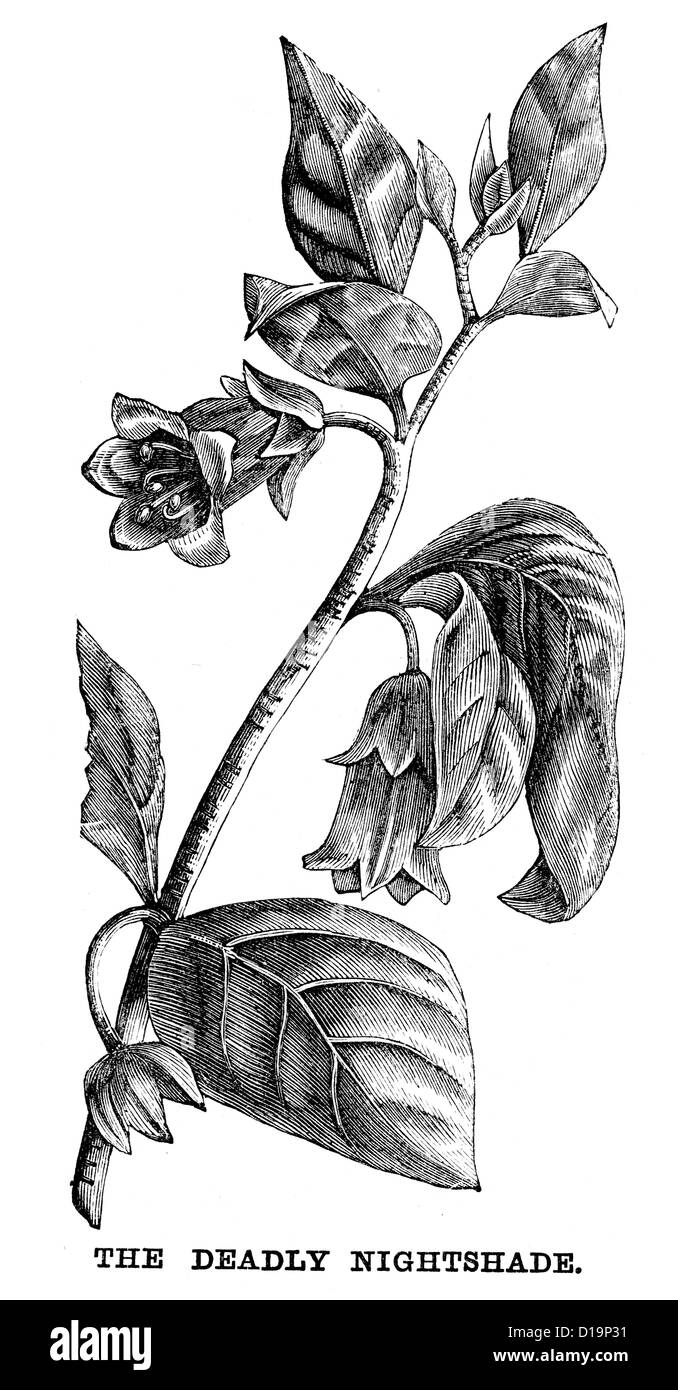 Gift atropa belladonna tollkirsche -Fotos und -Bildmaterial in hoher