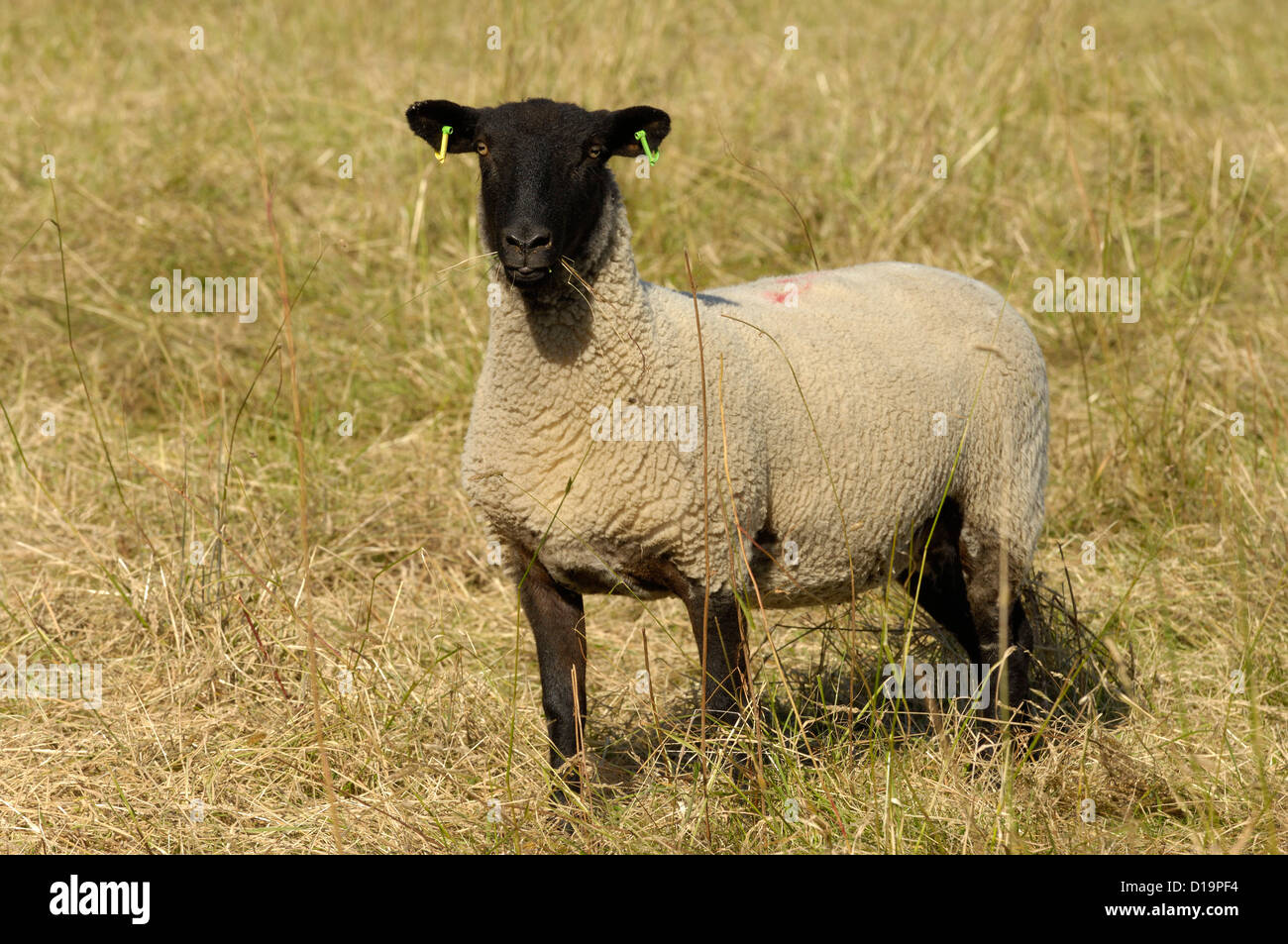 Shearling Suffolk Schaf Essen Grass und sah erschrocken lange Gras Stockfoto