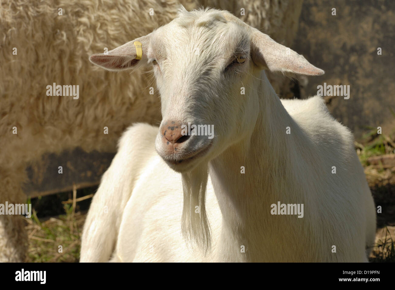 Kopf und Bart ein Saanen Ziege Haustier Wetter Stockfoto